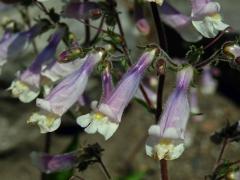 Dračík chlupatý (Penstemon hirsutus (L.) Willd.)