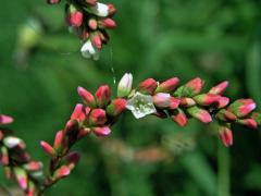 Rdesno řídkokvěté (Persicaria mitis (Schrank) Asenov)