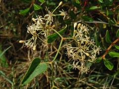 Čeleď: Přestupovité (Smilacaceae Vent.)