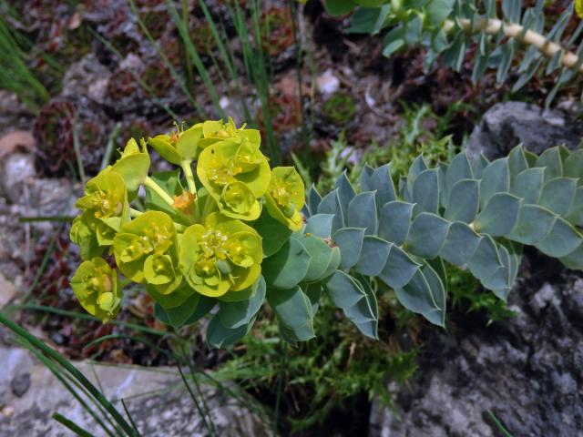 Pryšec (Euphorbia myrsinites L.)