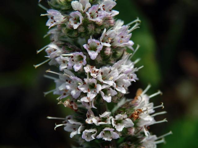 Máta huňatá (Mentha x rotundifolia (L.) Huds.)