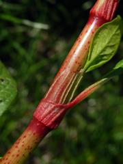 Rdesno blešník skvrnité (Persicaria lapathifolia subsp. brittingeri (Opiz) Soják)