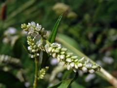 Rdesno blešník bledé (Persicaria lapathifolia subsp. pallida (With.) Á. Löve)