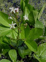 Vachta trojlistá (Menyanthes trifoliata L.)