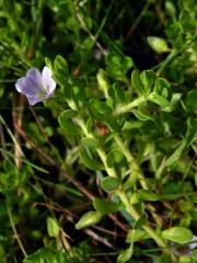 Bacopa Aubl.