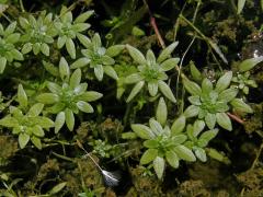 Čeleď: Hvězdošovité (Callitrichaceae Link)