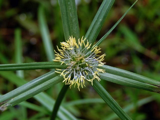Kyllinga polyphylla Willd. ex Kunth