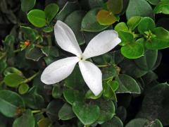 Carissa macrocarpa (Ecklon) A. DC.), čtyřčetný květ (1)