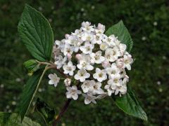 Kalina (Viburnum x burkwoodii Burkwood & Skipw.)