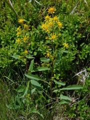 Zlatobýl obecný alpínský (Solidago virgaurea subsp. minuta (L.) Arcang.)   