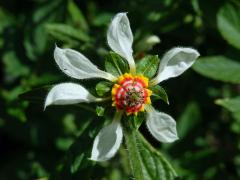 Loasa triphylla Juss., šestičetný květ