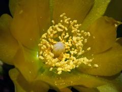 Opuncie (Opuntia stricta (Haw.) Haw.)