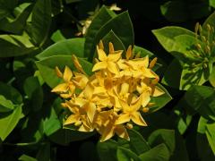Ixora javanica (Blume) DC.