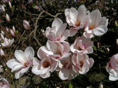 Čeleď: Šácholanovité (Magnoliaceae Juss.)