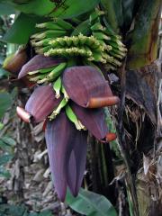 Banánovník ovocný (Musa × paradisiaca L.)   