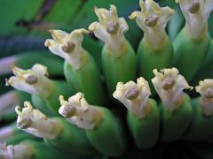 Banánovník ovocný (Musa × paradisiaca L.)