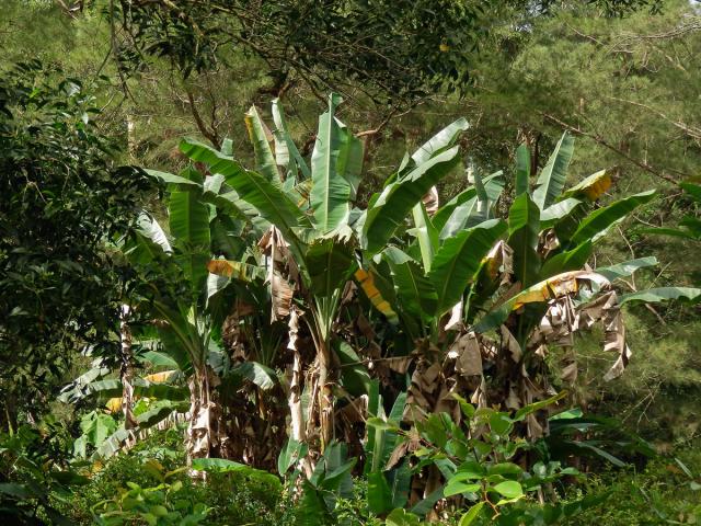 Banánovník ovocný (Musa × paradisiaca L.)