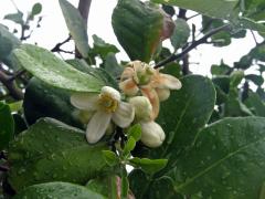 Pomelo (Citrus maxima (Burm.) Merr.) 