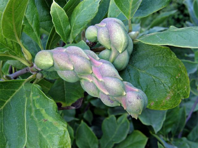 Šácholan Soulangeův (Magnolia x soulangeana Soulange-Bodin)