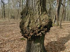 Nádor na dubu letním (Quercus robur L.) (2b)
