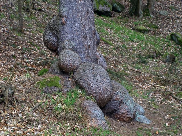 Smrk ztepilý (Picea abies (L.) Karsten) (6b) s četnými nádory na kmeni