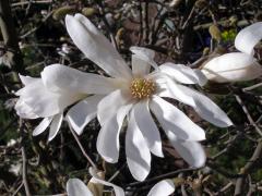 Šácholan hvězdovitý ( Magnolia stellata[/i] (Sieb. Et Zucc.) Maxim.)
