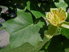 Liliovník (Liliodendron L.)