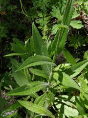 Pcháč panonský (Cirsium pannonicum (L.) Link.)