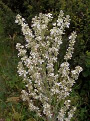 Divizna knotovkovitá bělokvětá (Verbascum lychnitis subsp. moenchii C. F. Schultz)  