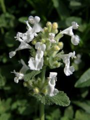 Šanta zkřížená (Nepeta faasenii Stearn) s bílými květy