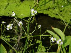 Žabník kopinatý (Alisma lanceolatum With.)