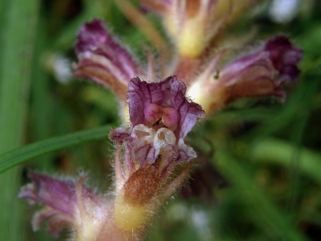 Záraza (Orobanche pubescens d'Urv.)