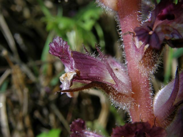 Záraza (Orobanche pubescens d'Urv.)
