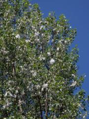 Topol černý (Populus nigra L.)