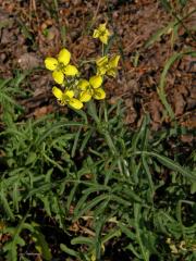 Křez tenkolistý (Diplotaxis tenuifolia (L.) DC.)