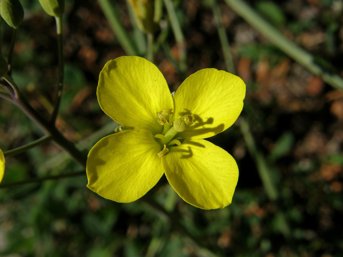 Křez tenkolistý (Diplotaxis tenuifolia (L.) DC.)