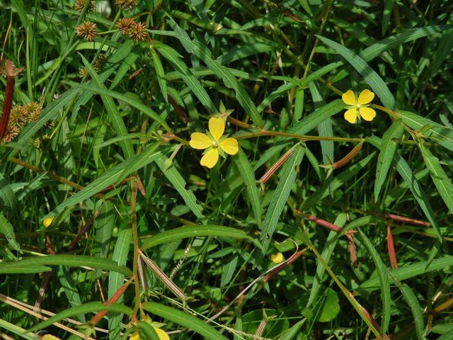 Zakucelka (Ludwigia longifolia (DC.) Hara)