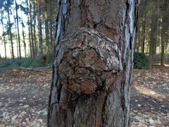 Tumor na borovici lesní (Pinus sylvestris L.) (15a)