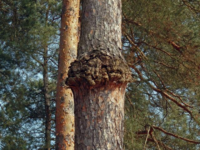 Tumor na borovici lesní (Pinus sylvestris L.) (16)