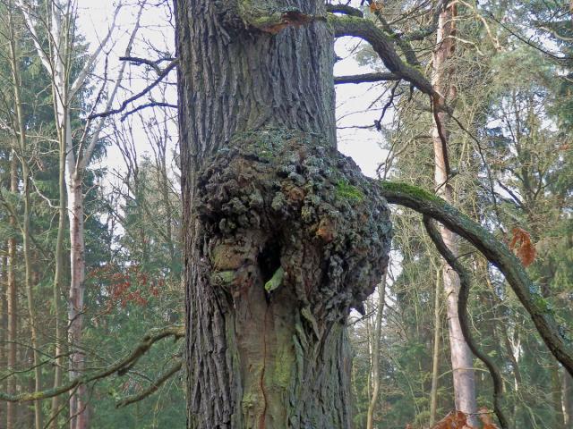Nádor na dubu letním (Quercus robur L.) (18)