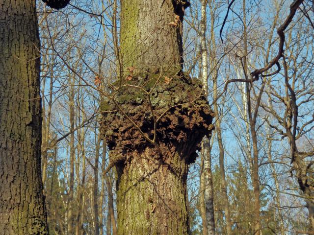 Nádor na dubu letním (Quercus robur L.) (21)