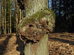 Nádor na dubu letním (Quercus robur L.) (22b)