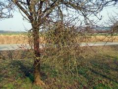 Čarověník na větvi slivoně švestky (Prunus domestica L.) (1b)