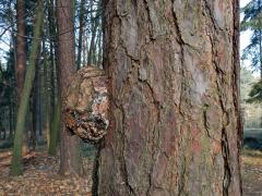 Tumor na borovici lesní (Pinus sylvestris L.) (15b)