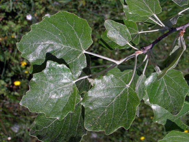 Topol bílý (Populus alba L.)