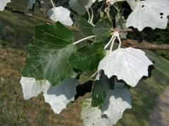 Topol bílý (Populus alba L.)