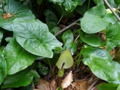 Áron plamatý (Arum maculatum L.)