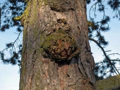 Tumor na borovici černé (Pinus nigra Arnold) (17)