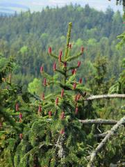 Smrk ztepilý (Picea abies (L.) Karsten)