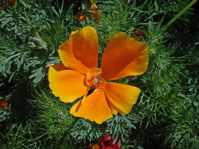 Sluncovka kalifornská (Eschscholzia californica Cham.), pětičetný květ